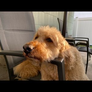 Meet your Posher, Frank